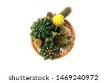 close up of succulent and... | Shutterstock . vector #1469240972