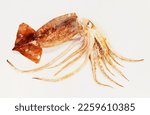 Small photo of Fresh uncooked flying squid fish on white background