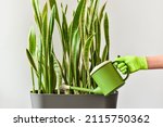 Hand with a watering can waters a houseplant. Care, cultivating and watering of decorative indoor plants.
