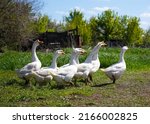 A flock of white geese grazes in a village on a field on a sunny summer day. Agriculture and poultry breeding.
