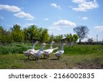 A flock of white geese grazes...