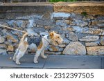 Small photo of The Wire Fox Terrier (also known as Wire Hair Fox Terrier or Wirehaired Terrier) walks on a leash on the street