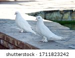 Symbol Of Purity White Pigeon...