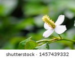 Small photo of chameleon plant or Houttuynia cordata,fish leaf, fish mint, rainbow plant, heart leaf, fish wort, Chinese lizard tail, bishop's weed