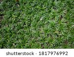 Dwarf Mondo Grass Or Ophiopogon ...