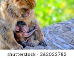 Baby Macaque And His Caring...