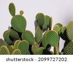 Close-up of Opuntia microdasys (angel's-wings, bunny ears cactus, bunny cactus or polka-dot cactus)
