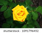
Open, incredibly beautiful yellow rose in the garden