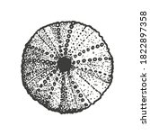 Sea Urchin Shell. Sketch Style...