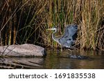 great blue heron at clark county wetlands park in henderson nevada
