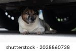 Dog Sitting Under A Car  His...