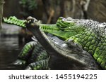Detail Photo Of Gharial. The...