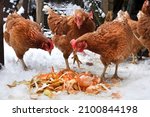Hens in an outdoor enclosure in winter are fed leftover vegetables from the kitchen. Domestic organic breeding of hens. Organic chicken farm. 