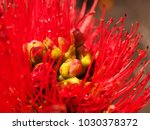 Small photo of Budding Ohai Lehua Flower, Close-up, Hawaii