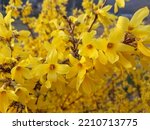 Forsythia(Golden bell flowers) in the spring .