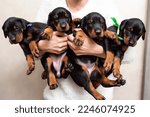Small photo of four black Doberman puppies in the hands of the hostess. purebred puppies, offspring, procreation, breeder of parody types of dogs