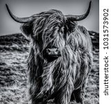 Black And White Highland Cattle
