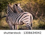 Small photo of Two Zebras nuzzle each other in Umkhuze Game Reserve, Isimangaliso Wetland Park, South Africa