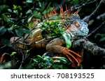 Green Iguana Costa Rica
