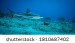 Small photo of A reef shark (Caracharhinus perezii) checks out the divers on the Proselyte Reef dive site at Sint Maarten, Dutch Caribbean