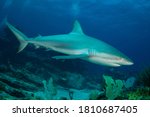 Small photo of A reef shark (Caracharhinus perezii) checks out the divers on the Proselyte Reef dive site at Sint Maarten, Dutch Caribbean