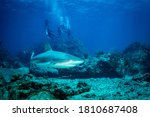 Small photo of A reef shark (Caracharhinus perezii) checks out the divers on the HMS Proselyte dive site at Sint Maarten, Dutch Caribbean