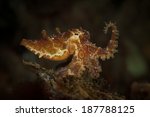 Small photo of The deadly blue-ringed octopus (Hapalochlaena lunulate) on the Critter Hunt dive site, Lembeh Straits, North Sulawesi, Indonesia