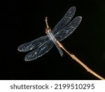 Dragonfly In The Danum Valley...