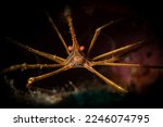 Yellowline arrow crab (Stenorhynchus seticornis) on the reef on the Dutch Caribbean island of Sint Maarten