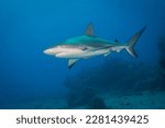 Small photo of Caribbean reef shark (Carcharhinus perezi) patrols the reef at the Proselyte dive site off the Dutch Caribbean island of Sint Maarten