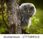 Great Grey Baby Owl Learning To ...