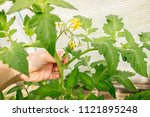 Small photo of Close up of woman hand brake off tear away the excessive shoots that grow on tomato plant stem in greenhouse, so the plant gets more nutrition from soil to grow bigger tomatoes.