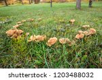  A Fairy Ring  Also Known As...