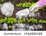 Gardener hand sprinkling wood burn ash from small garden shovel between lettuce herbs for non-toxic organic insect repellent on salad in vegetable garden, dehydrating insects.