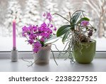 Lush pink orchids flowers in pots growing on window sill in winter indoors. Winter landscape with lot of snow on background outdoors. Pink candle in candle holder burning.