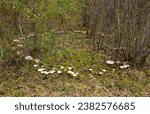 Small photo of A fairy ring, also known as fairy circle, elf circle, elf ring or pixie ring, is a naturally occurring ring or arc of mushrooms. they can sometimes be linked with good fortune.