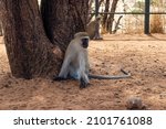 Male Green Dwarf Monkey Sits...