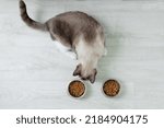 Small photo of On the floor of the room sitting snowshoe cat breed and bowls of dry cat food.