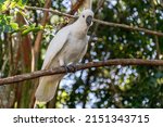 White Sulphur Crested Cockatoo...