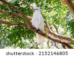 White Sulphur Crested Cockatoo...