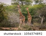 Two Running Giraffes  Safa In...
