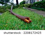 Close-up of fallen, snapped end of tree branch fell after Hurricane Ian passed through Orlando