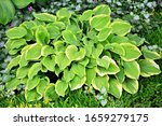 Luxury Hosta With Green And...