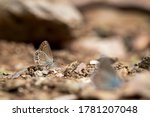 Small photo of Oriental Brown-eyed butterfly / Plebejus carmon