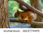 The Red Squirrel Or Eurasian...