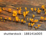Macro Yellow Jelly Fungus...