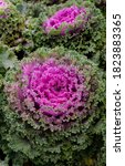Ornamental Cabbage  With A...
