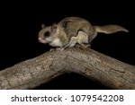 Southern Flying Squirrel...