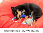 Small photo of The black puppy dog plays with the rope ring on his dog bed. Puppy's teeth. Puppy's chomp