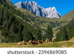 Horse herd in mountains. a herd ...